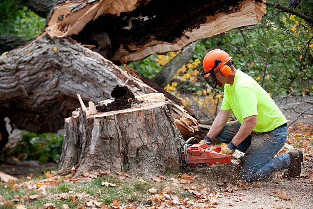 Large Tree Removal in Loyalhanna, PA